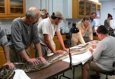 新闻爆料巨蟒,神秘生物引发广泛关注  第2张